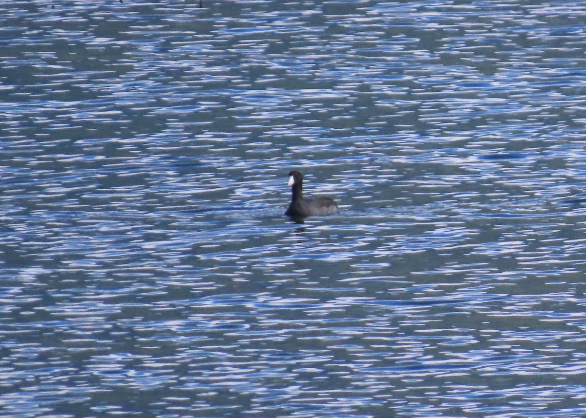 American Coot - ML644310194