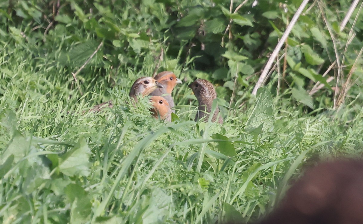 rapphøne - ML644310195