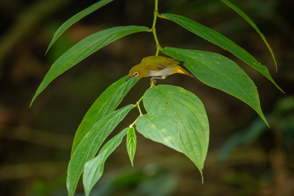 Hume's White-eye - ML644310200