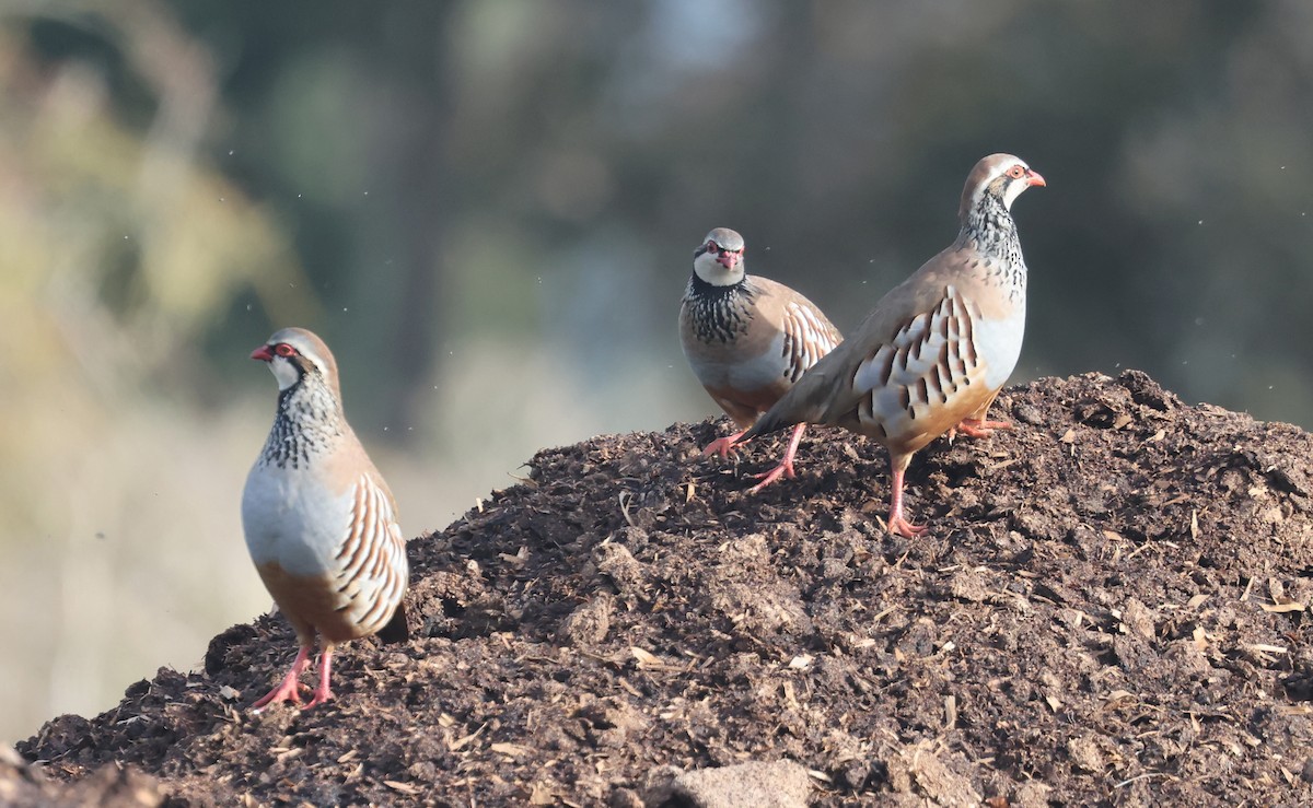 Red-legged Partridge - ML644310201