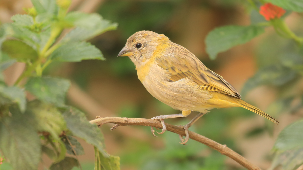 Saffron Finch - ML644310212