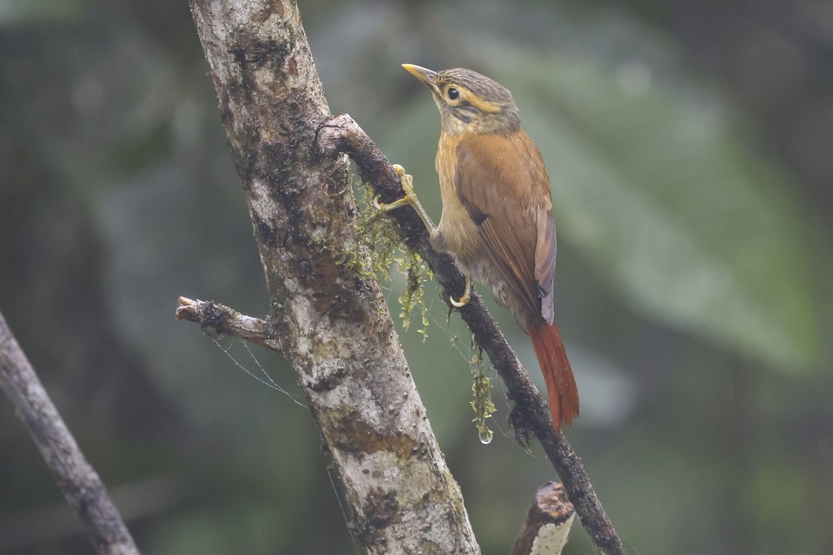 Scaly-throated Foliage-gleaner - ML644310231