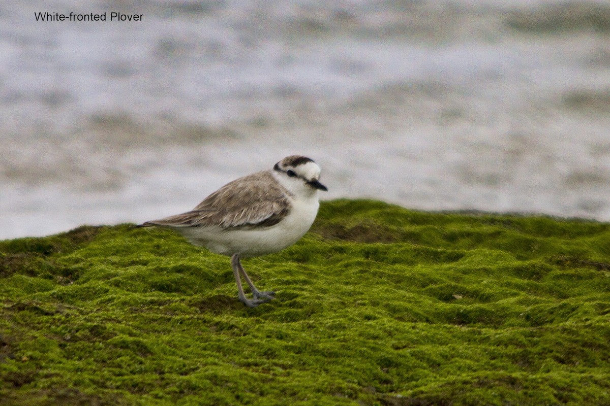 Белолобый зуёк - ML644310235