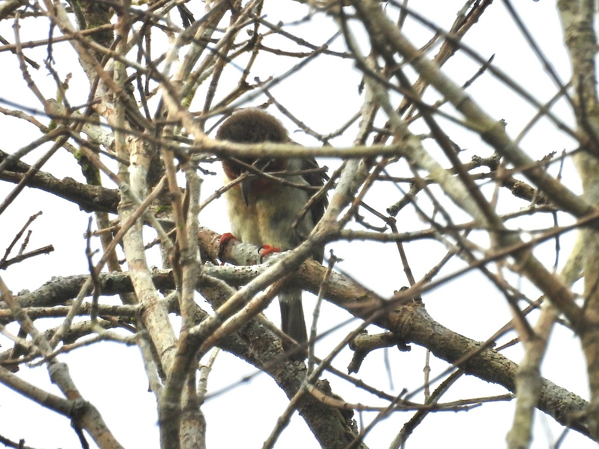 Brown Barbet - ML644310247