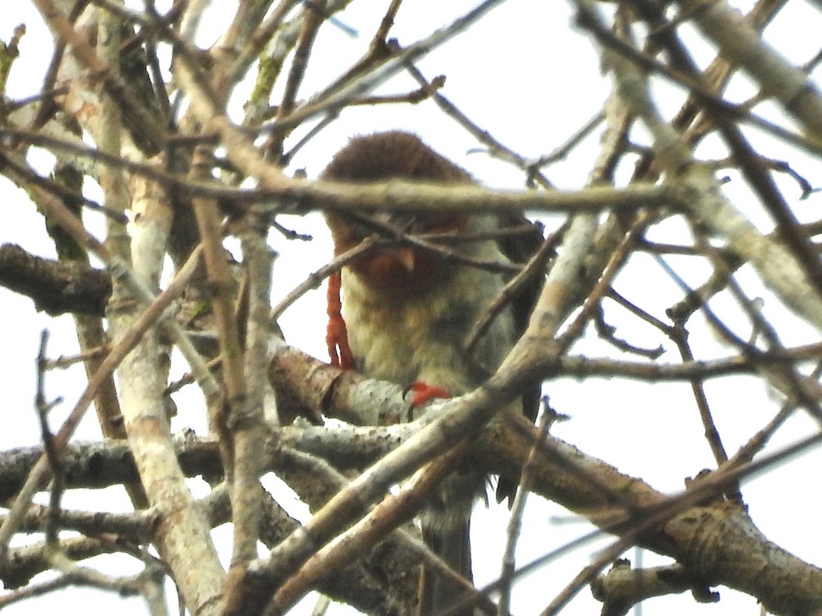 Brown Barbet - ML644310248