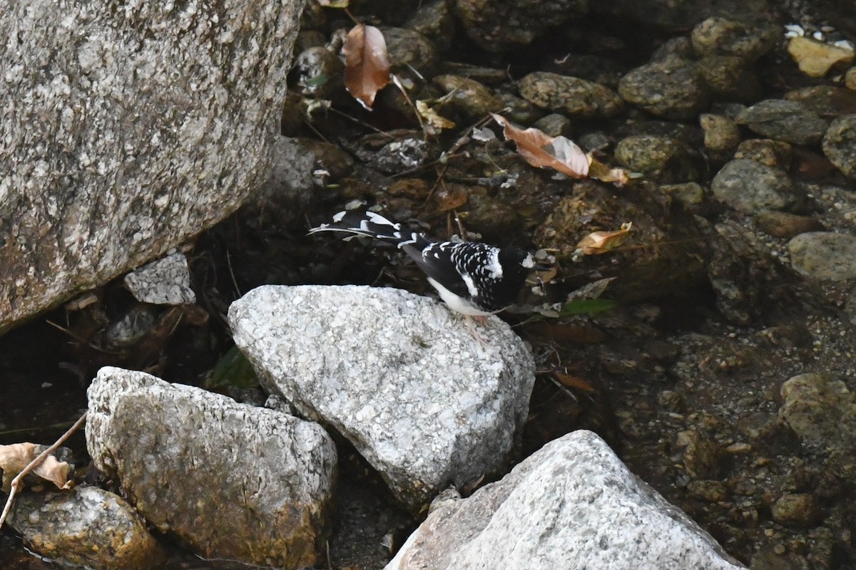 Spotted Forktail - ML644310270