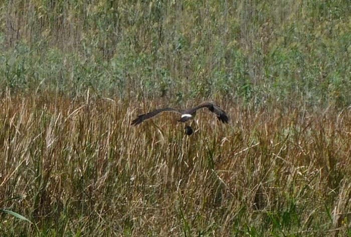 アメリカハイイロチュウヒ - ML644310271