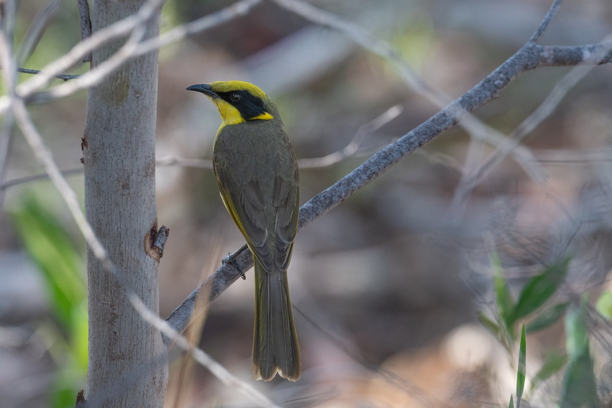 Yellow-tufted Honeyeater - ML644310306
