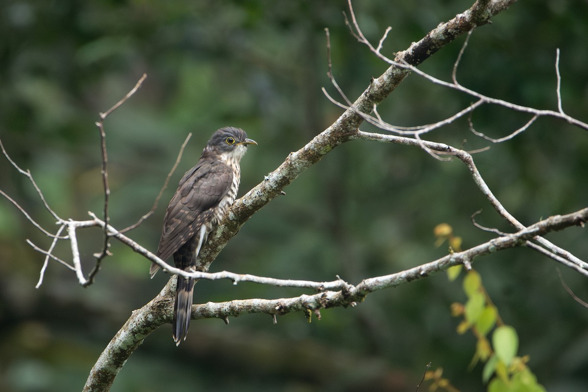 Malaysian Hawk-Cuckoo - ML644310307