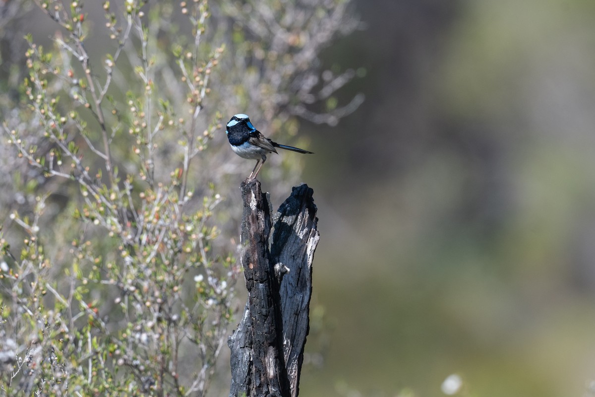 Superb Fairywren - ML644310321