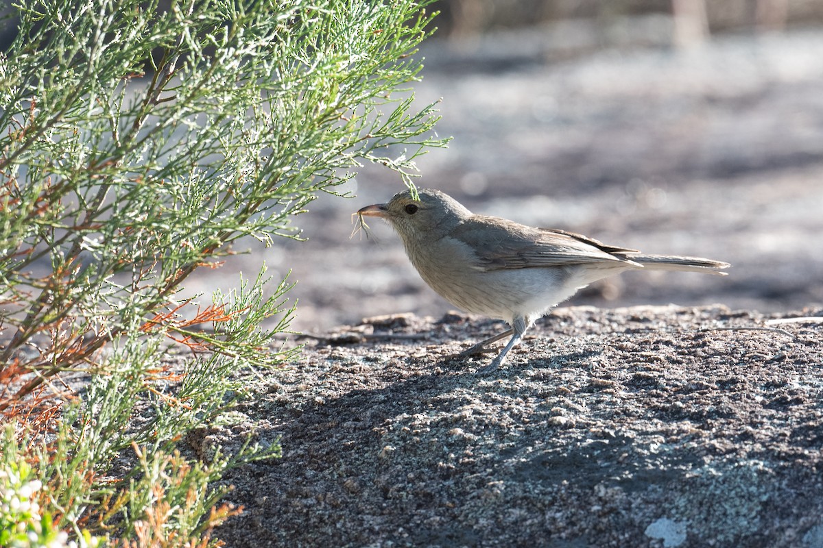 Gray Shrikethrush - ML644310328