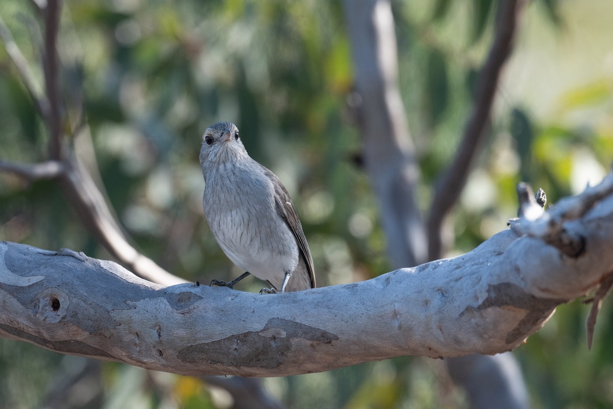 Gray Shrikethrush - ML644310329