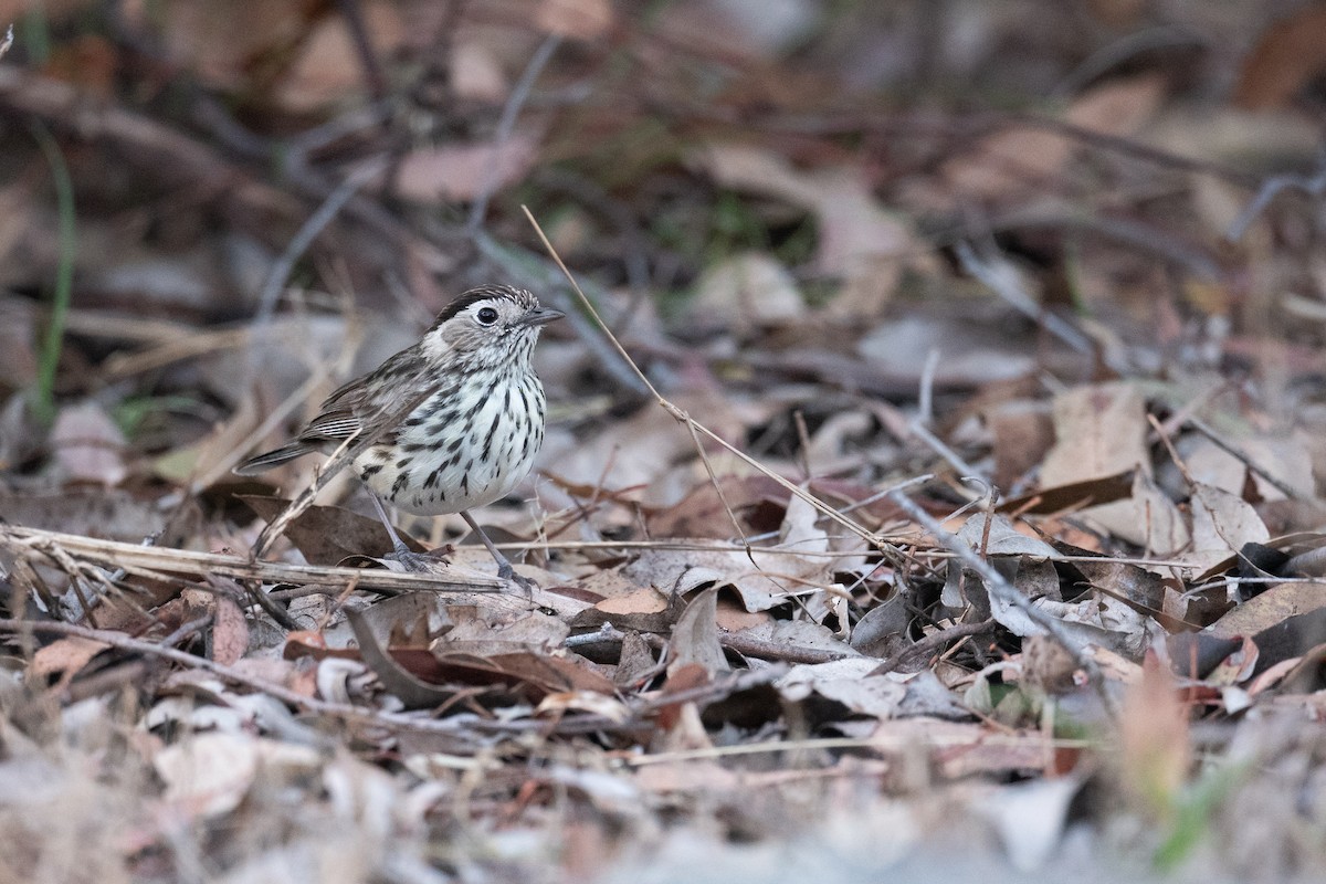 Speckled Warbler - ML644310332