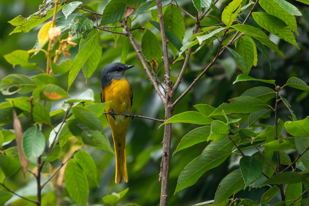 Личинкоїд сірощокий - ML644310334