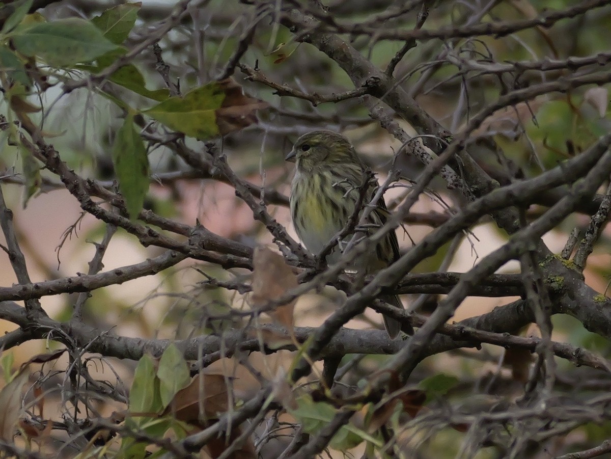 Verzellino - ML644310338