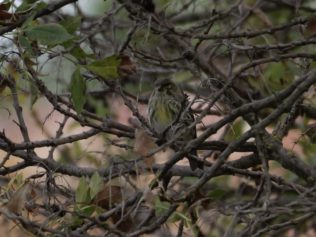 Verzellino - ML644310339