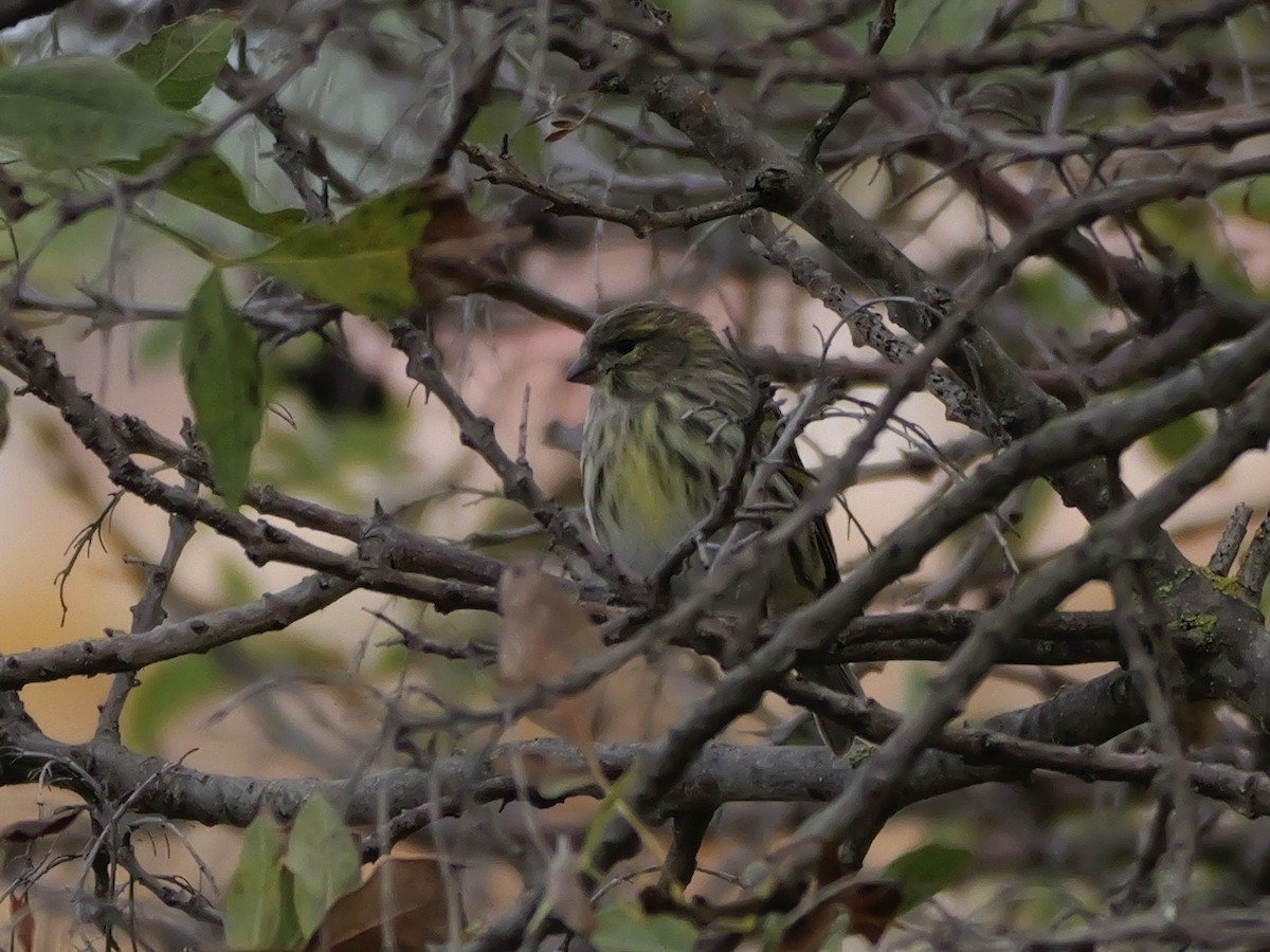 Verzellino - ML644310340