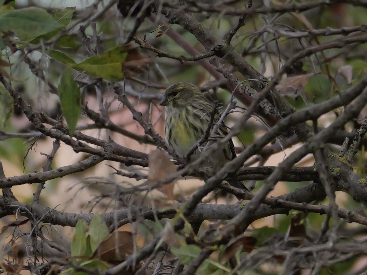 Verzellino - ML644310341