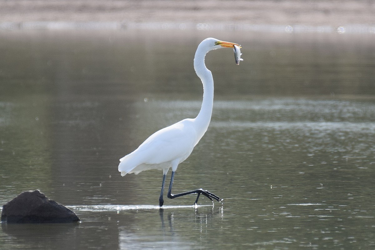 Great Egret - Joe Cochran