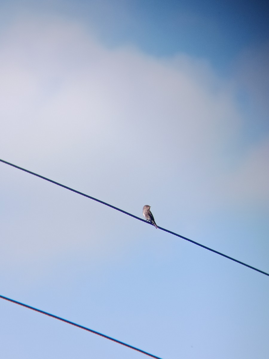 gråflankefluesnapper - ML644310349