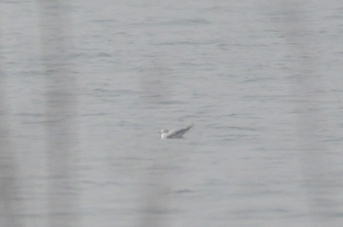 Little Gull - ML644310351