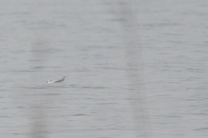 Little Gull - ML644310352