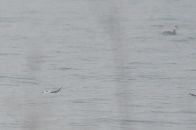 Little Gull - ML644310353