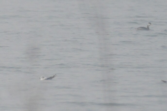 Little Gull - ML644310354