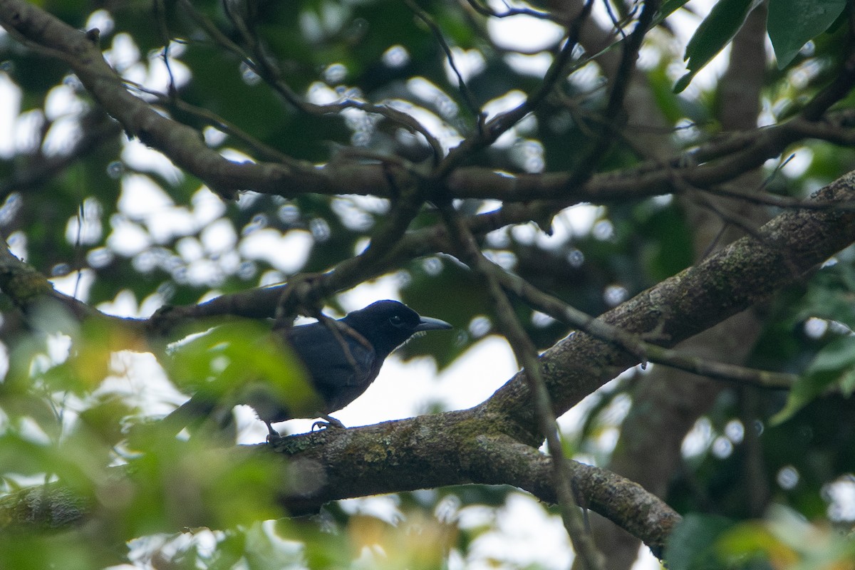 Black-and-crimson Oriole - ML644310357