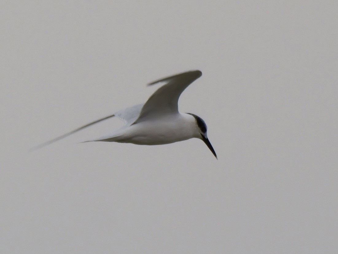 Kara Gagalı Sumru - ML644310361