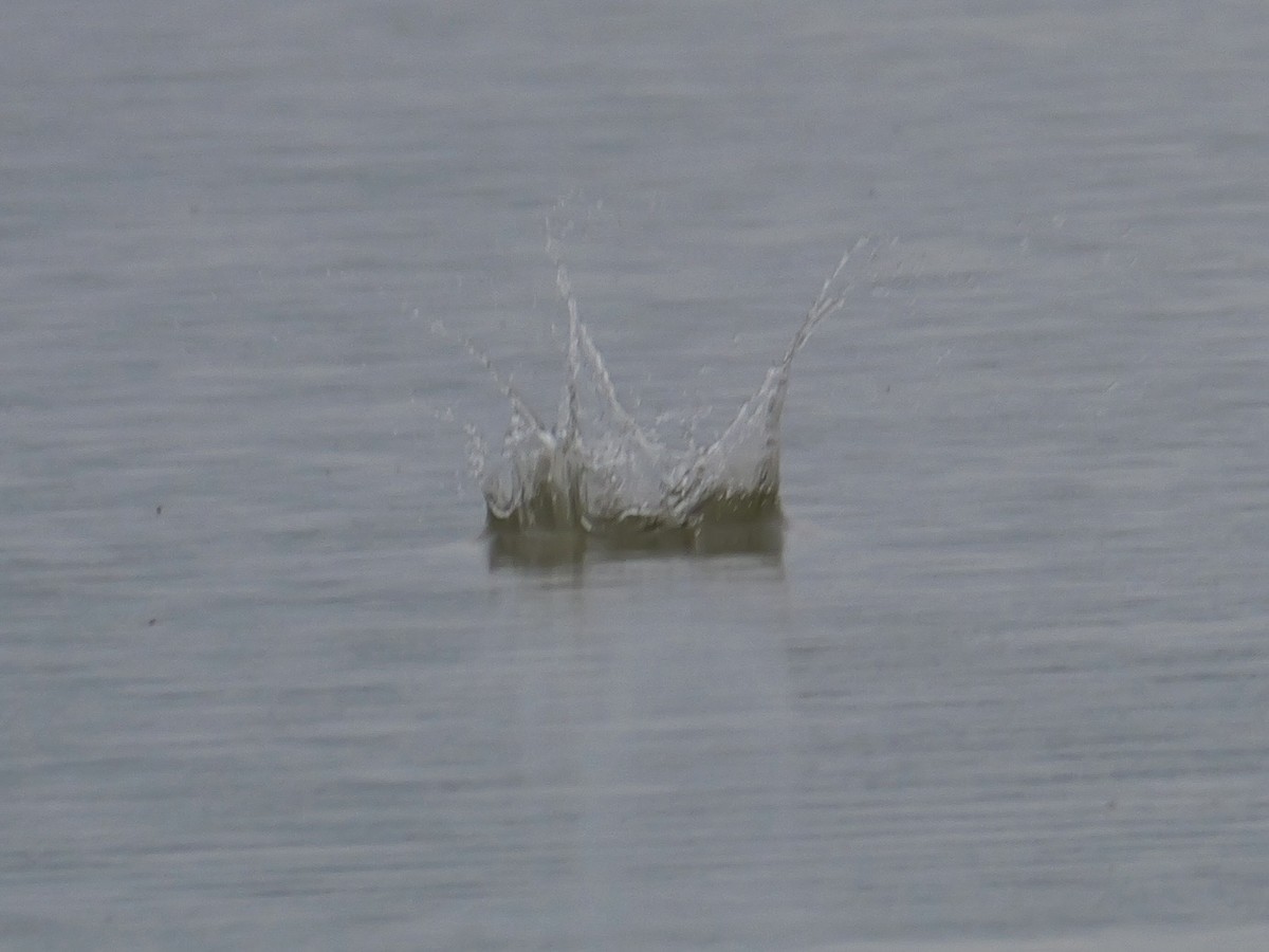 Kara Gagalı Sumru - ML644310363