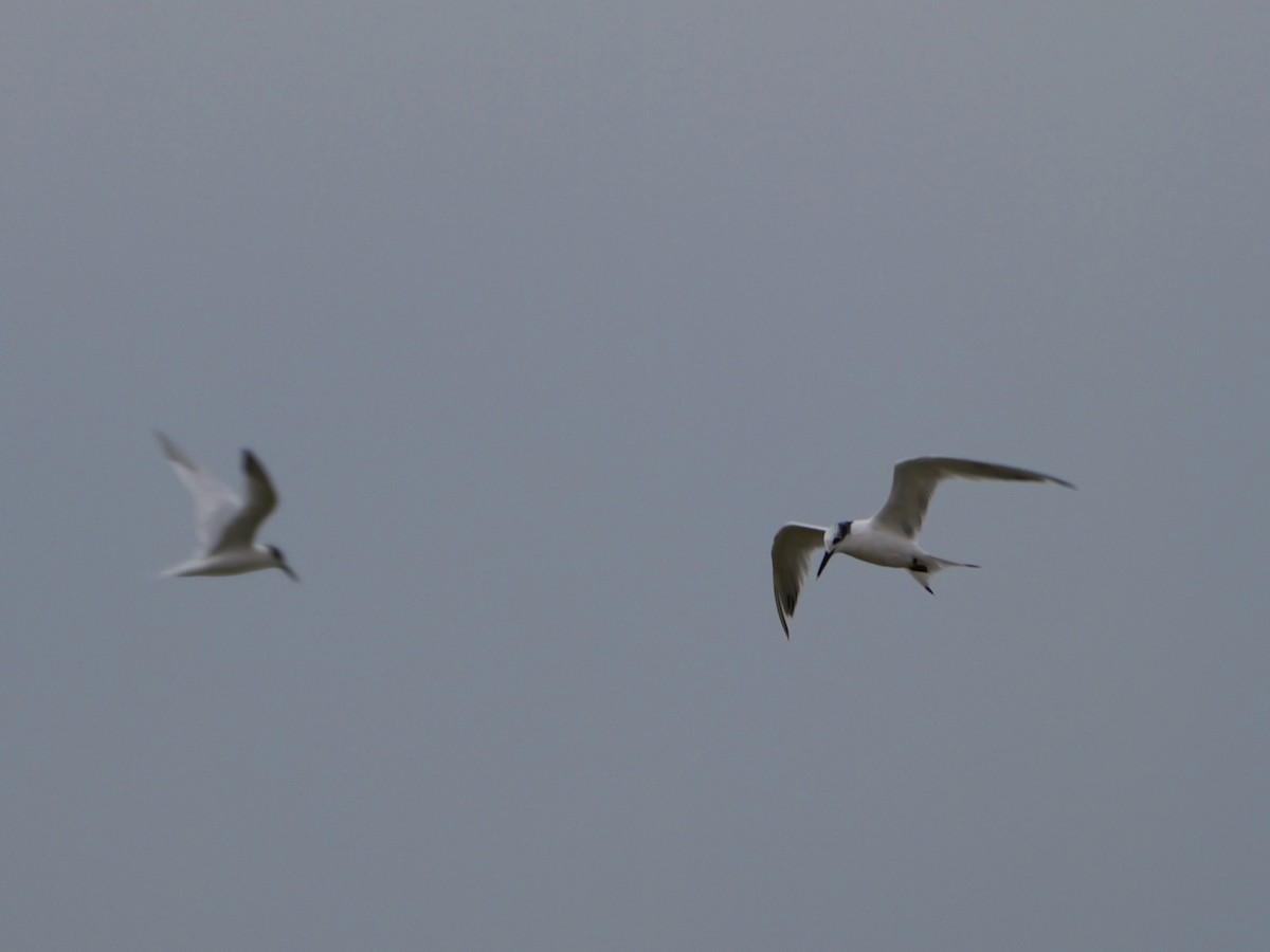 Kara Gagalı Sumru - ML644310364