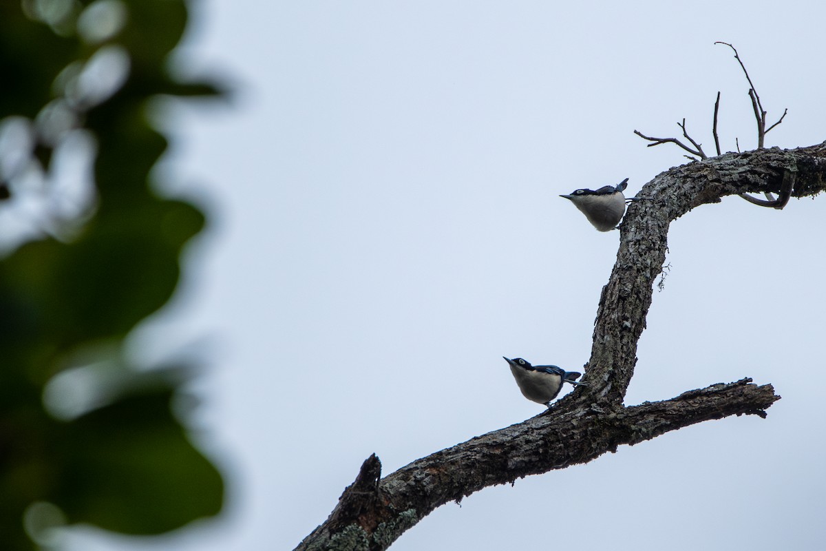 Blue Nuthatch - ML644310388