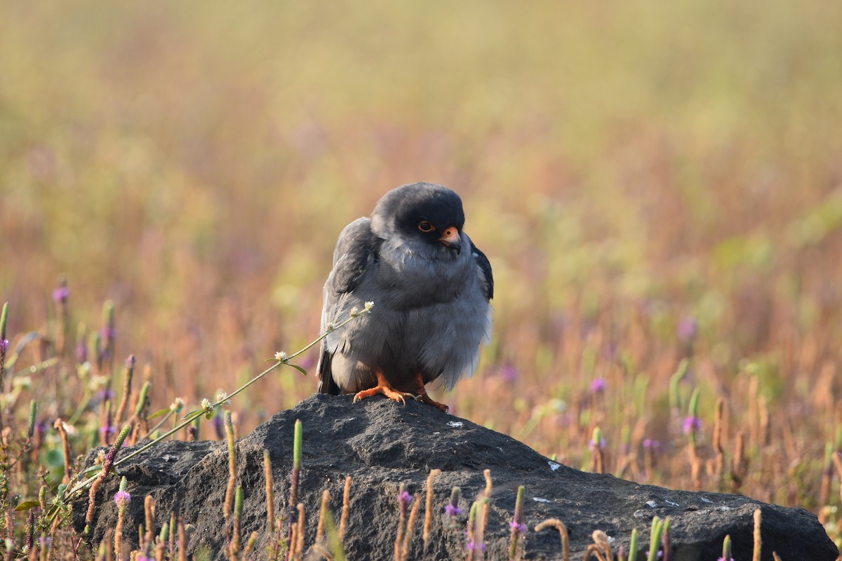 紅腳隼 - ML644310389