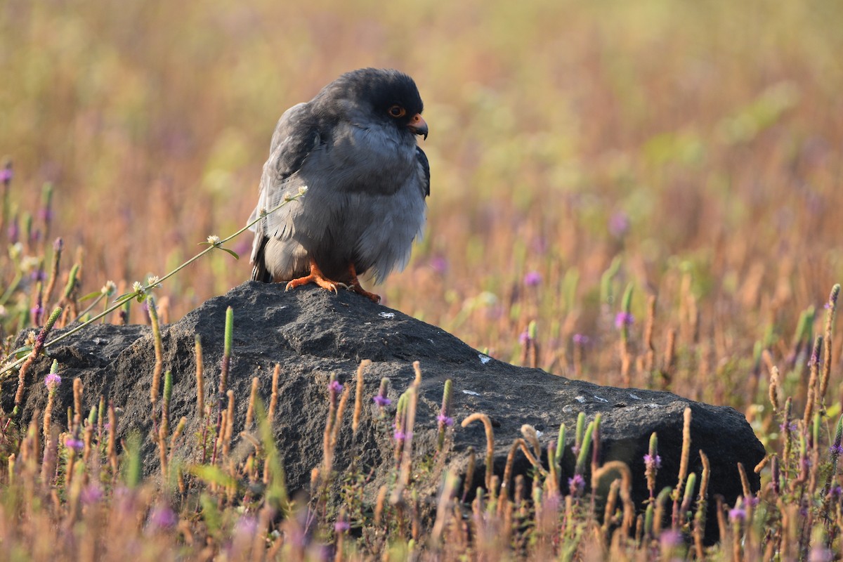 紅腳隼 - ML644310390