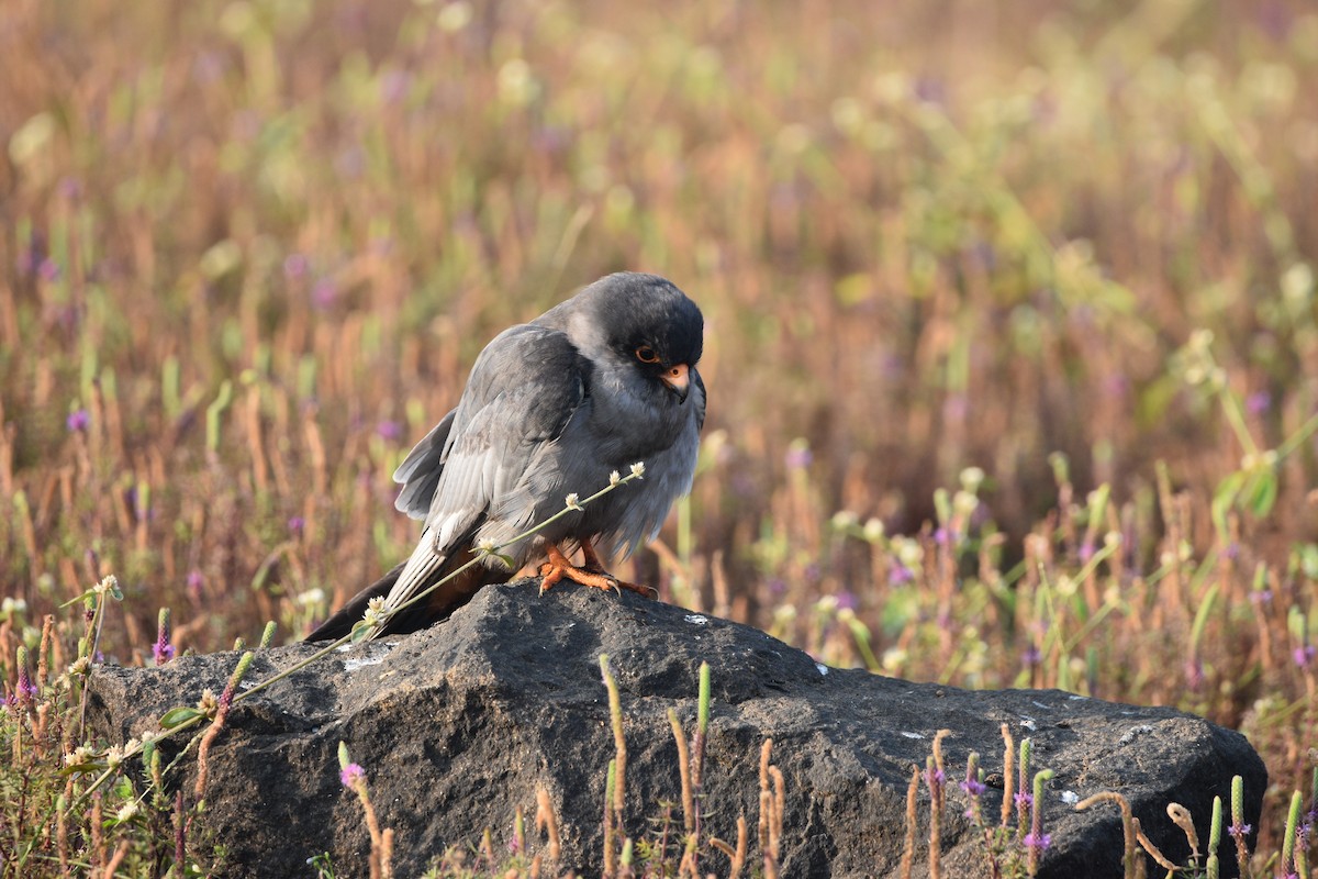 紅腳隼 - ML644310391