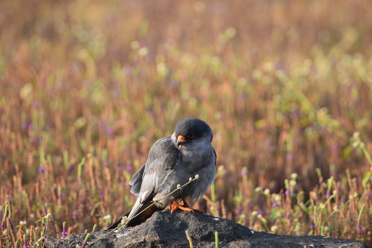 紅腳隼 - ML644310392