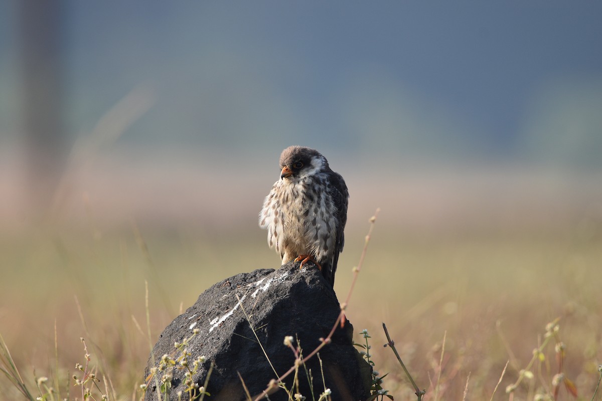 紅腳隼 - ML644310393