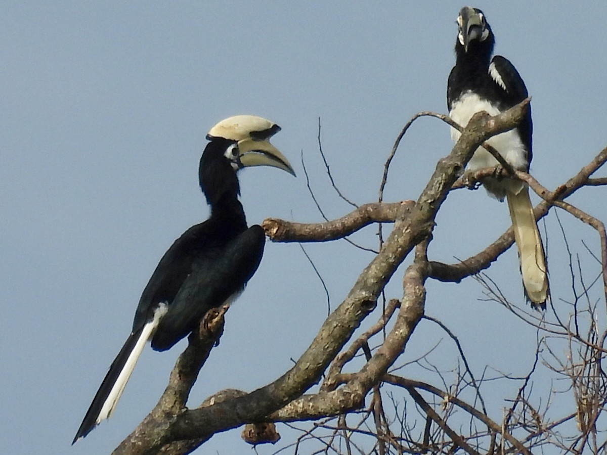 キタカササギサイチョウ - ML644310394