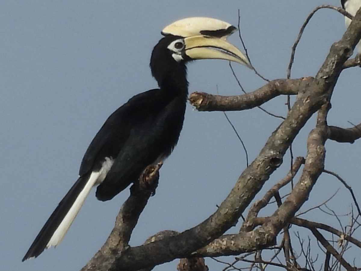 キタカササギサイチョウ - ML644310395