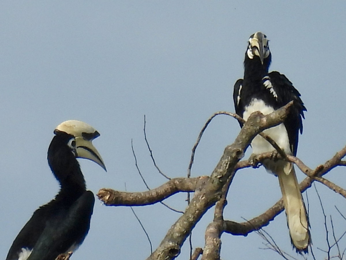 キタカササギサイチョウ - ML644310396