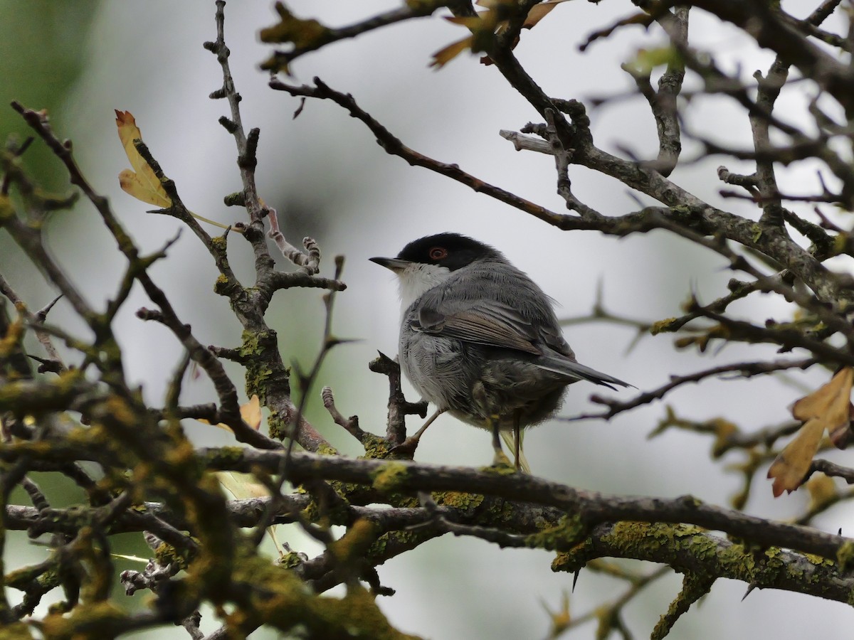 Sardinian Warbler - ML644310401