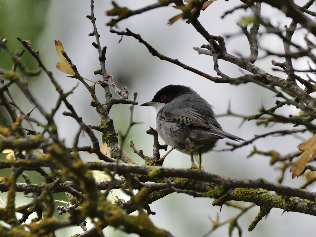 Sardinian Warbler - ML644310402