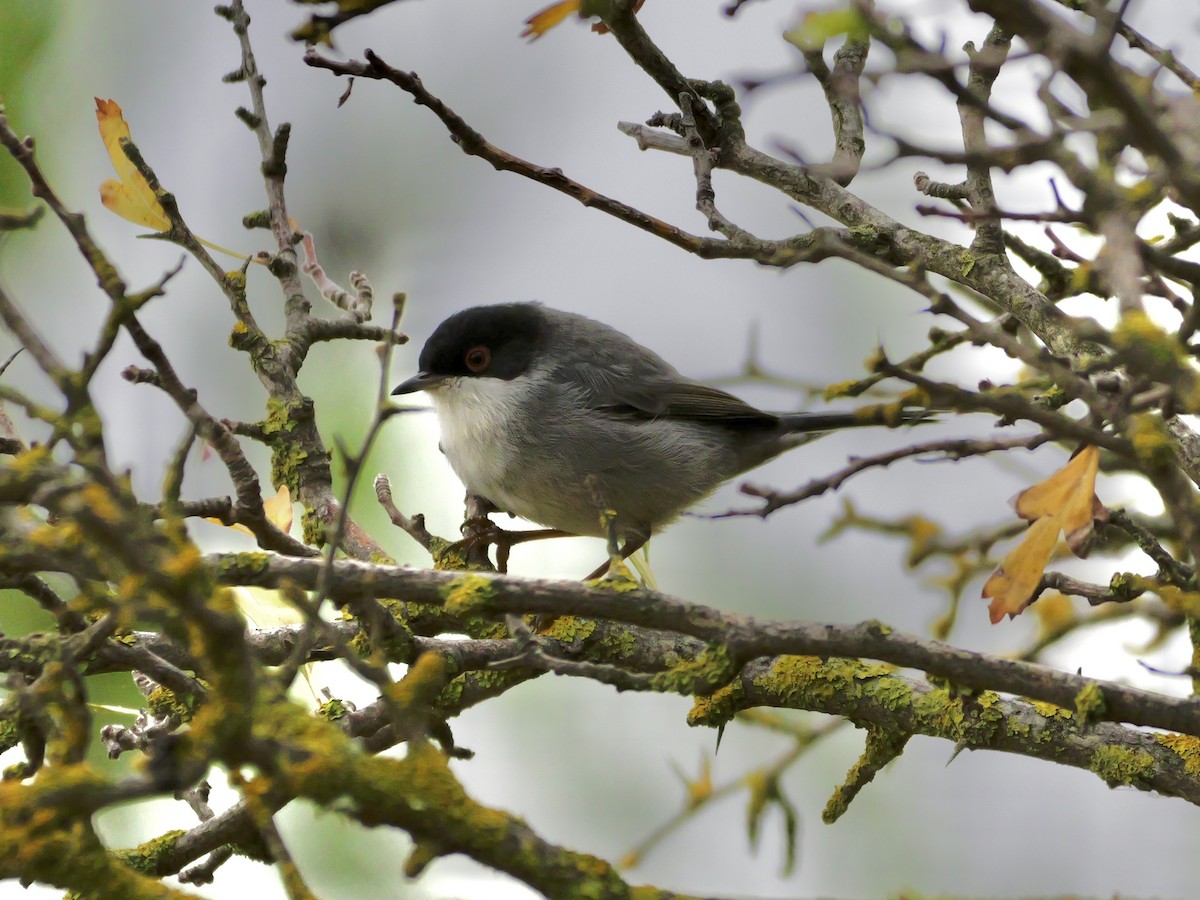 Sardinian Warbler - ML644310403
