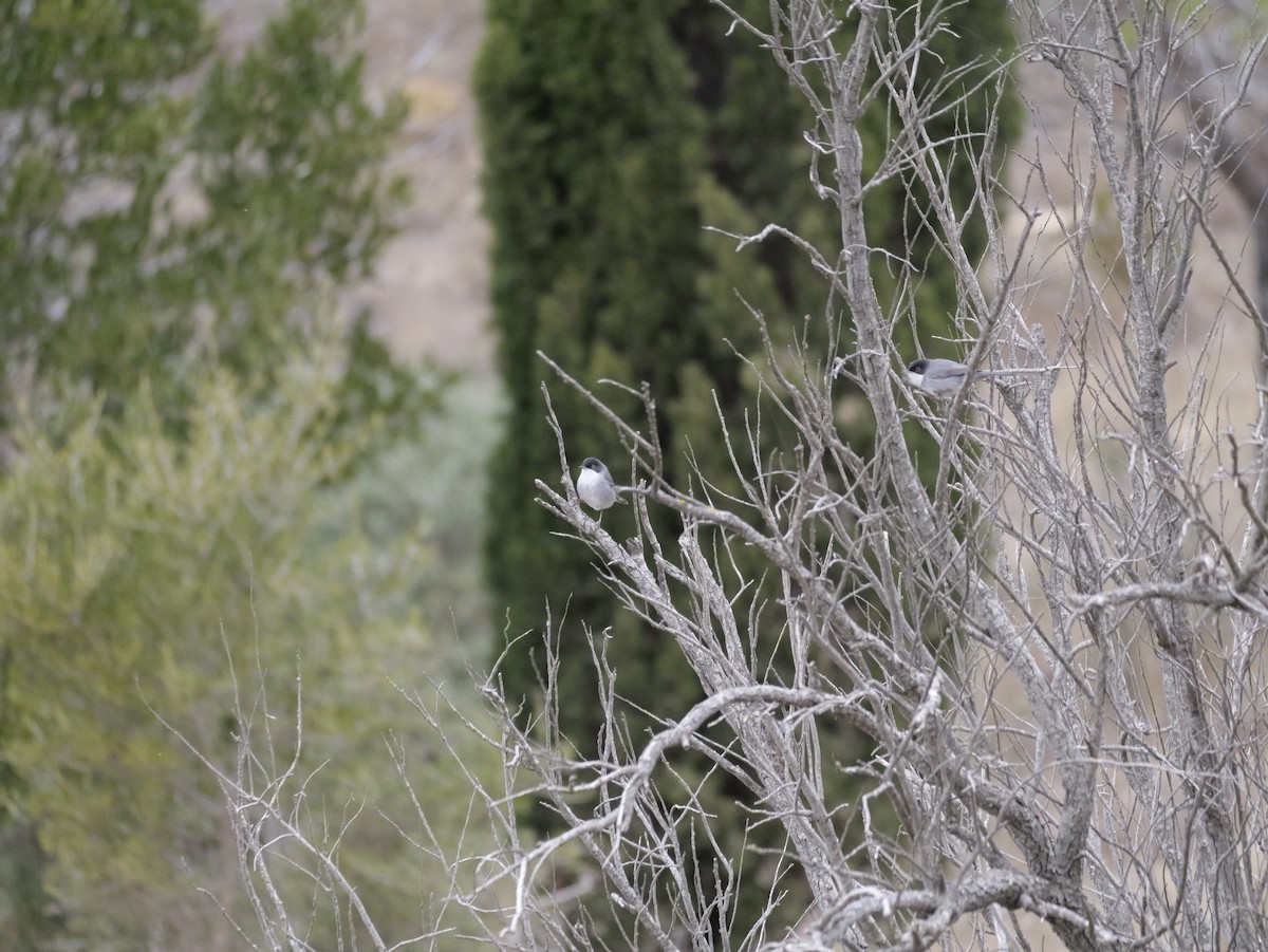 Sardinian Warbler - ML644310404