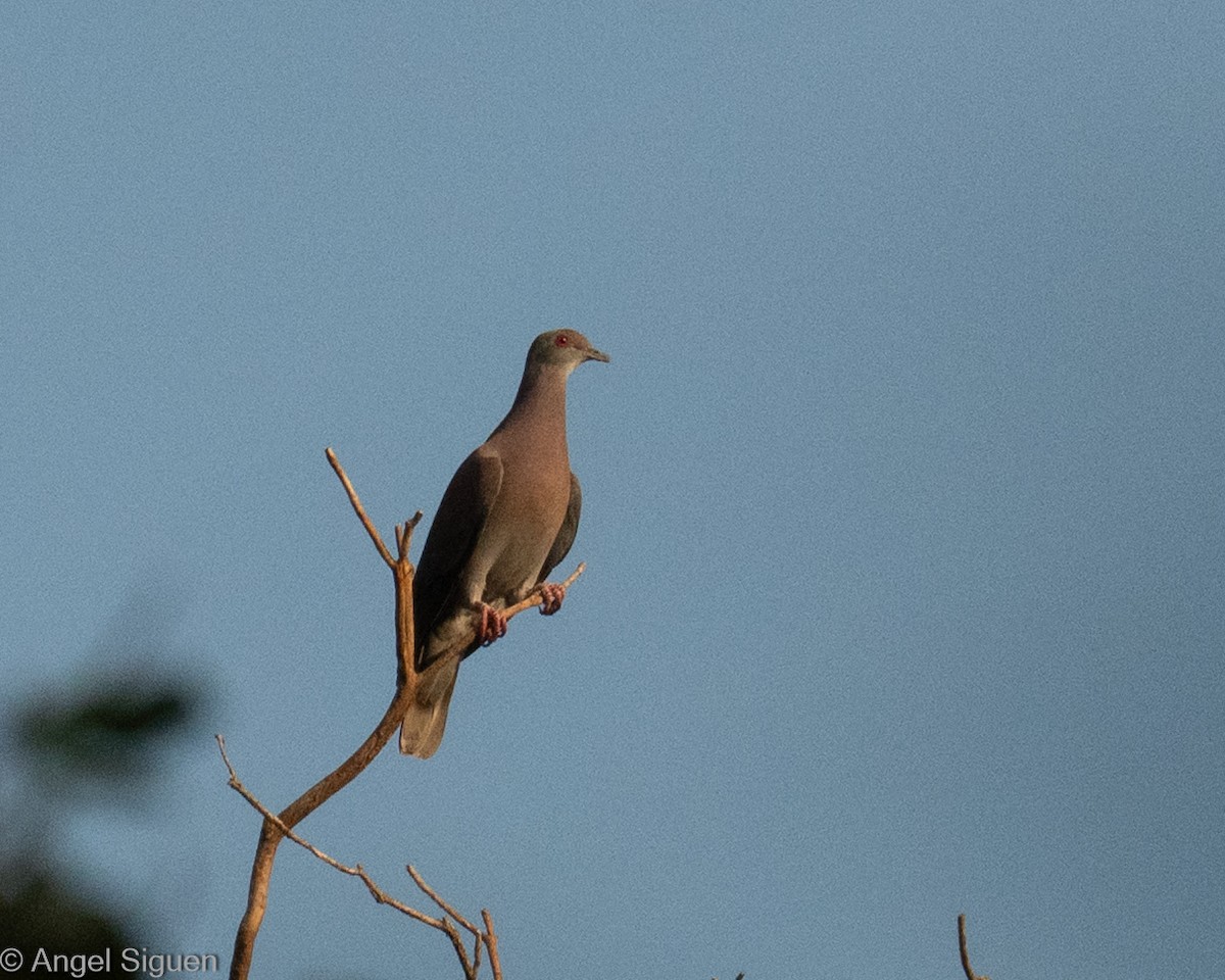 Pale-vented Pigeon - ML644310405