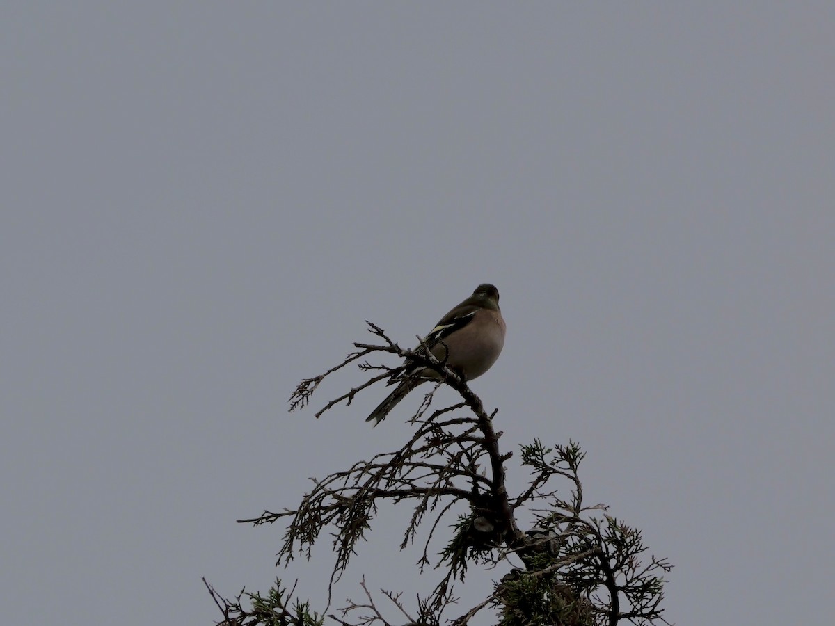 Зяблик звичайний - ML644310407