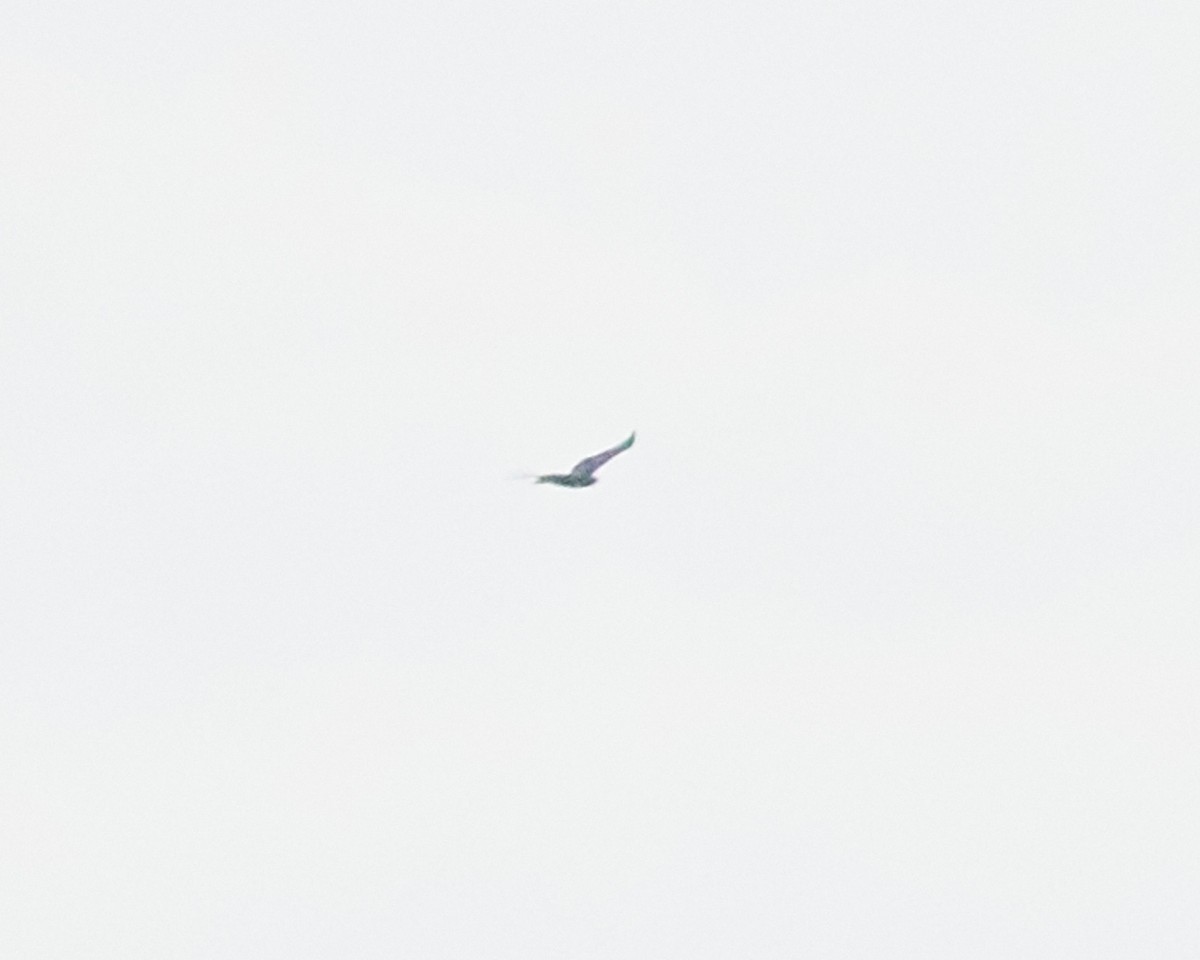 Busardo (Buteo) sp. - ML644310410