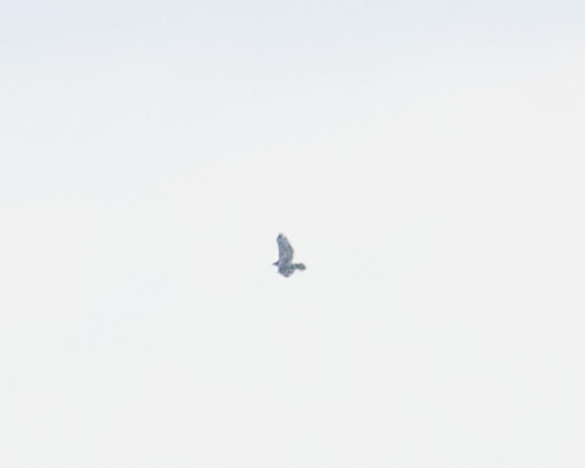 Busardo (Buteo) sp. - ML644310412