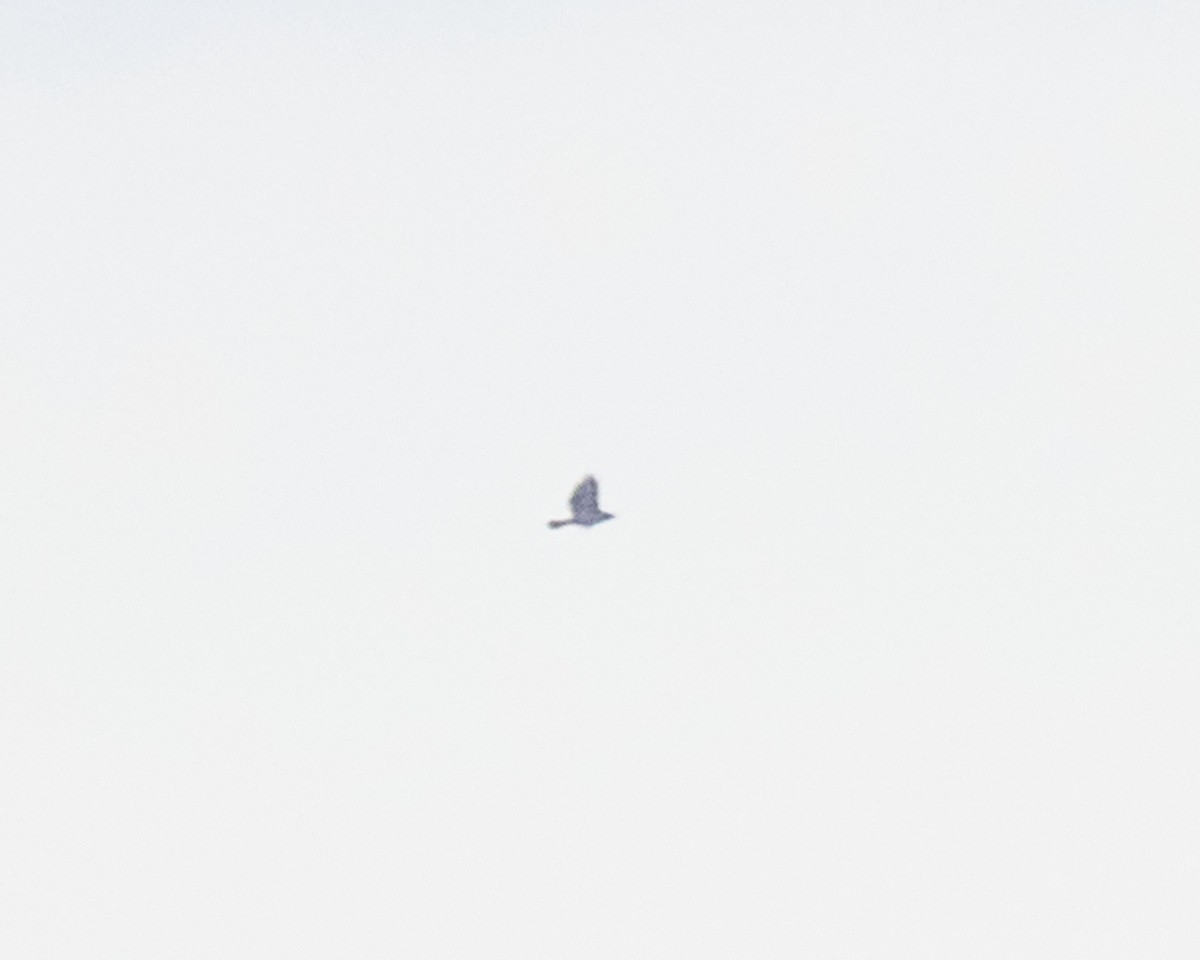 Busardo (Buteo) sp. - ML644310413